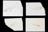 Lot: Green River Fossil Fish - Pieces #81221-1